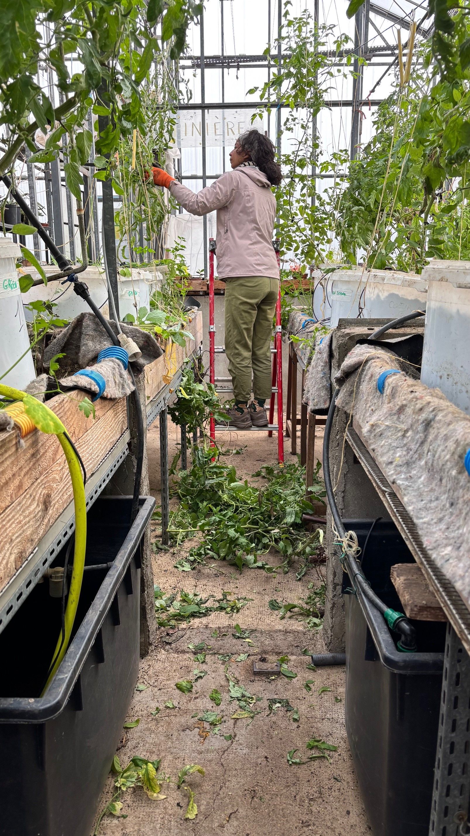 collaboratrice lors dune action de jardinage maraichage