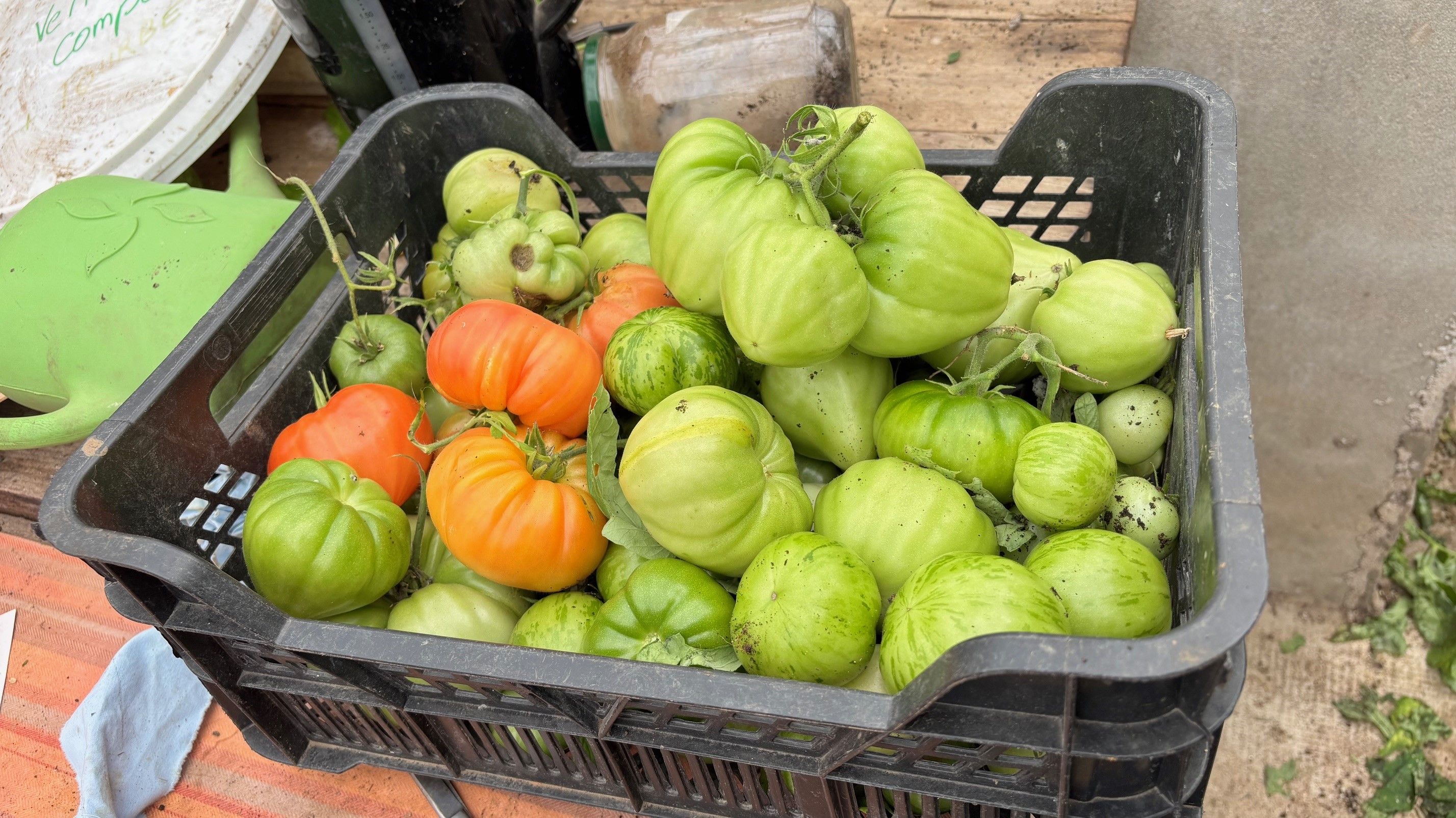 Tomates recoltees lors dune action de maraichage