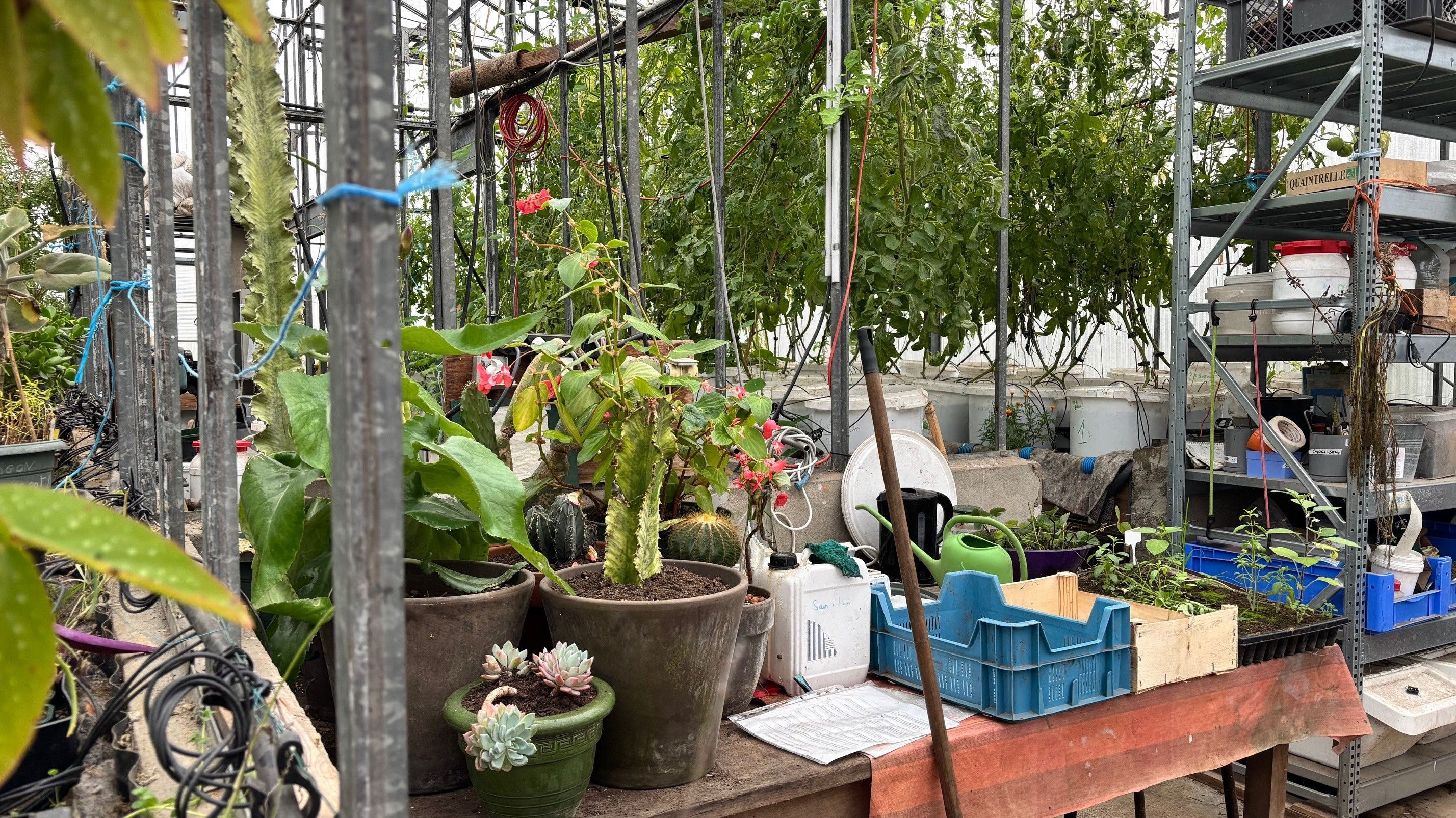 action de maraichage jardinage