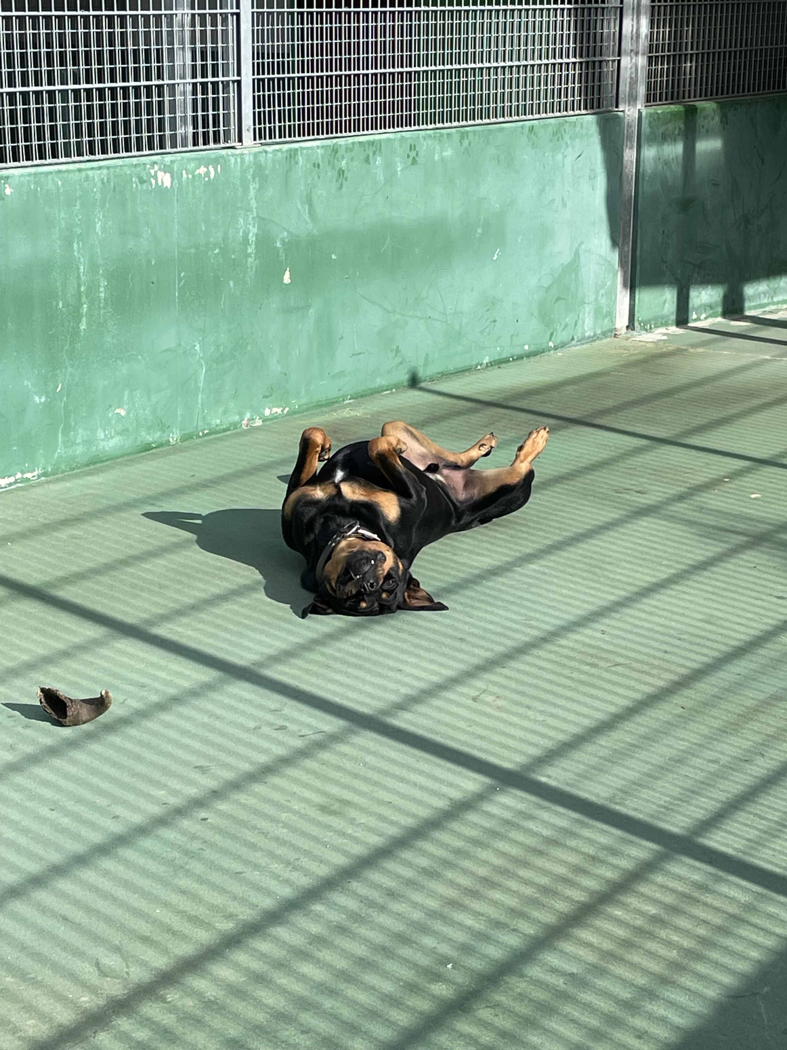 Chien de la SPA
