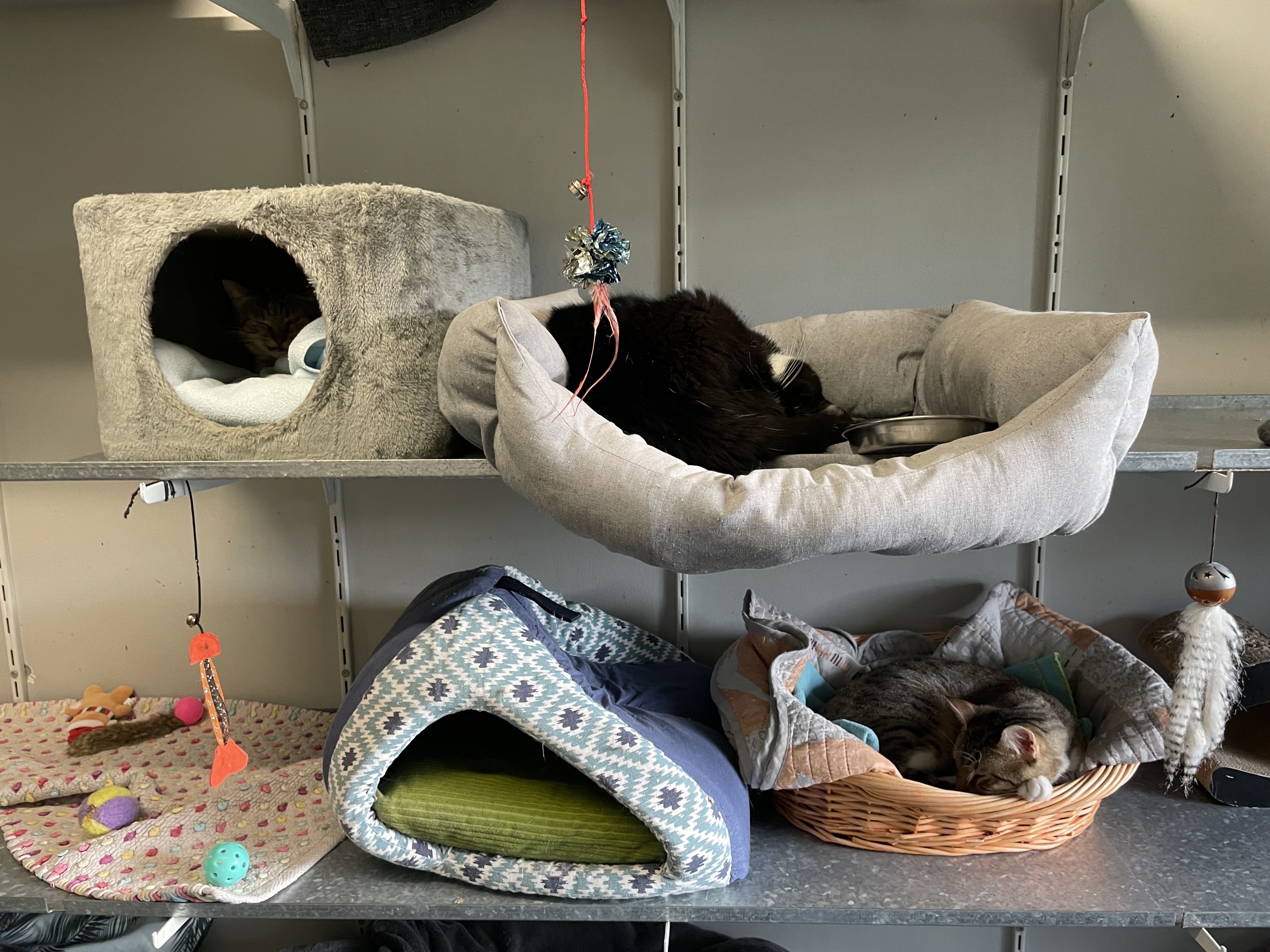 Chats de la SPA