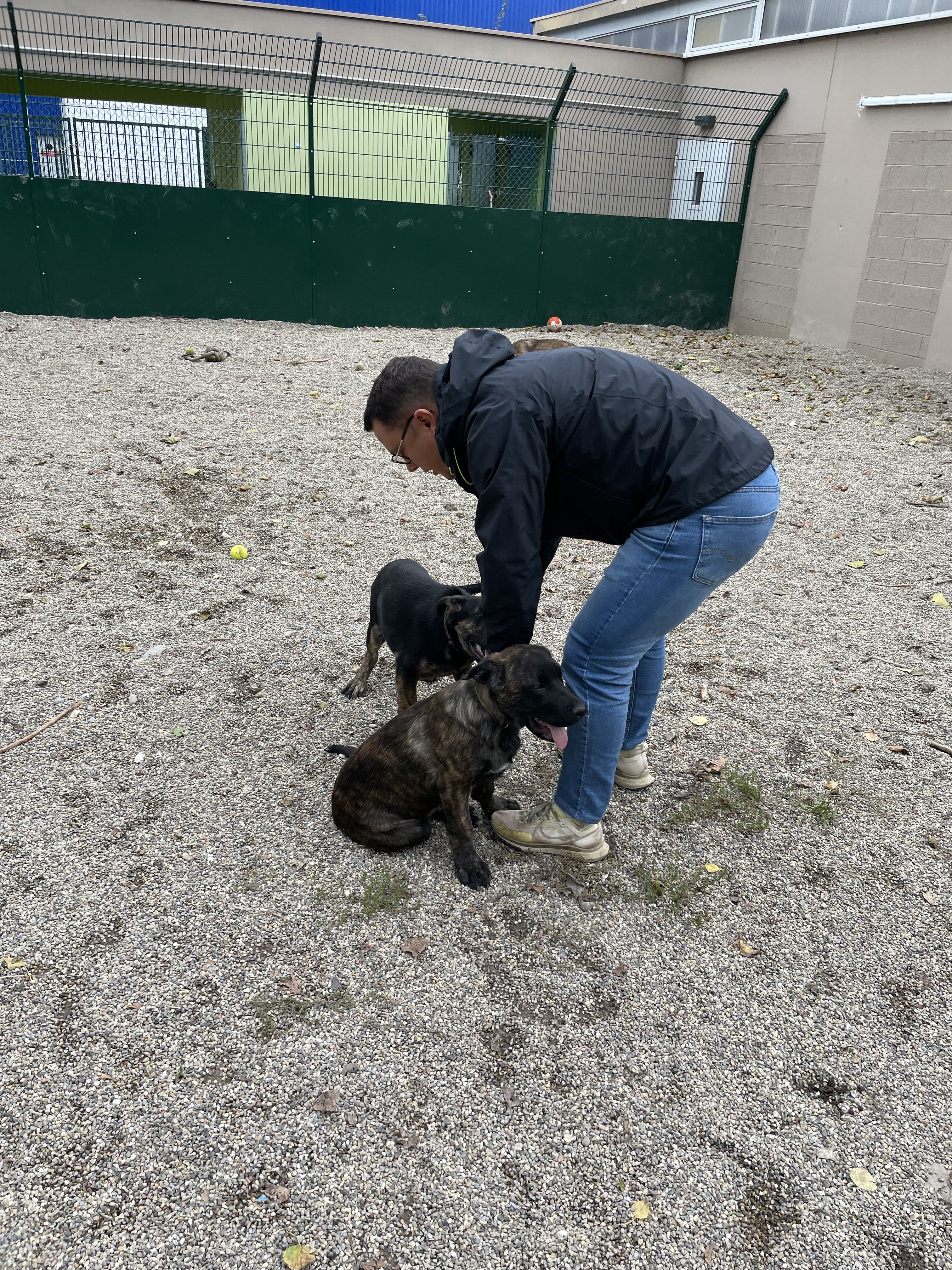 Collaborateur avec des chiens de la SPA