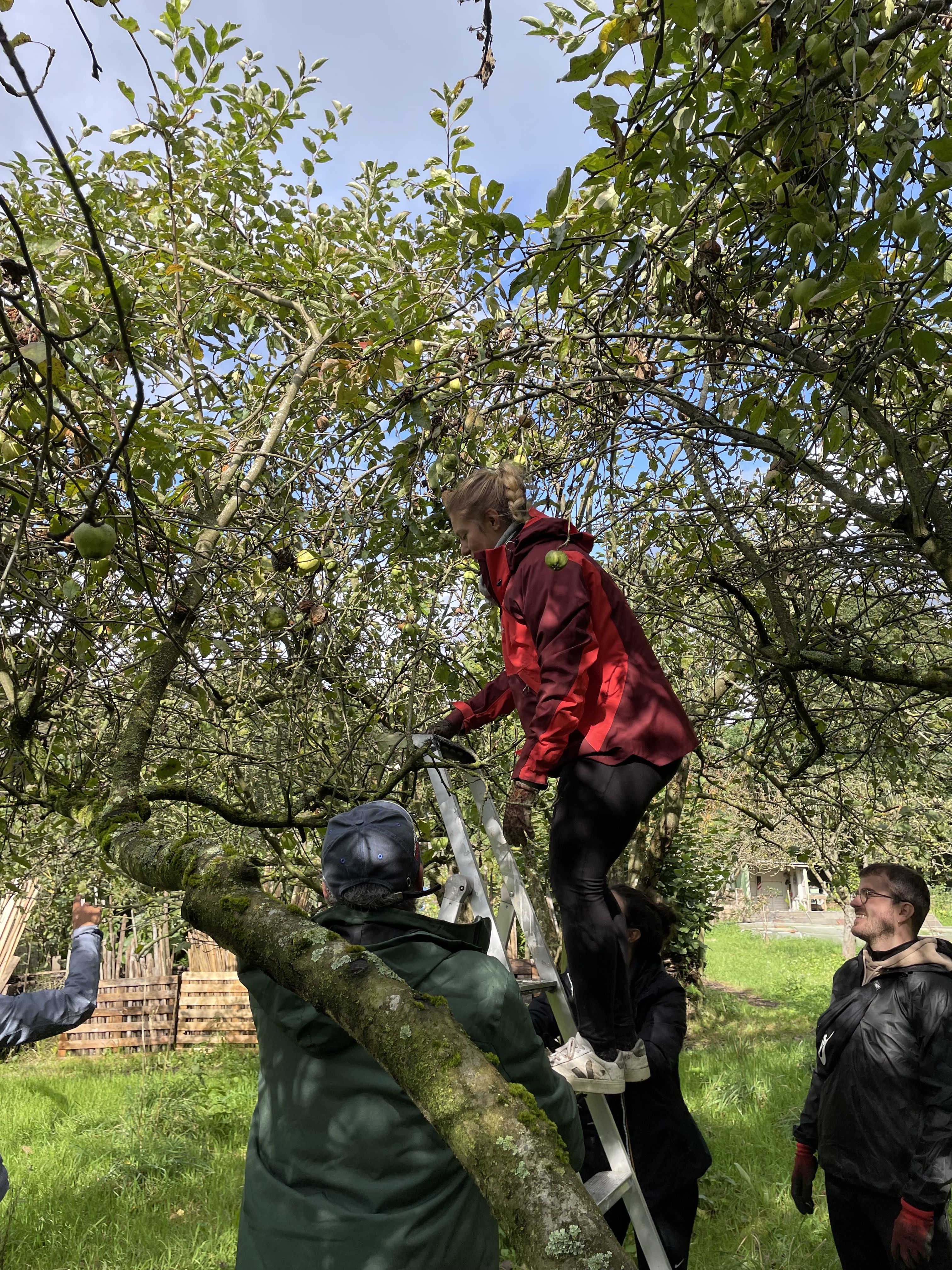 Recolte des pommes