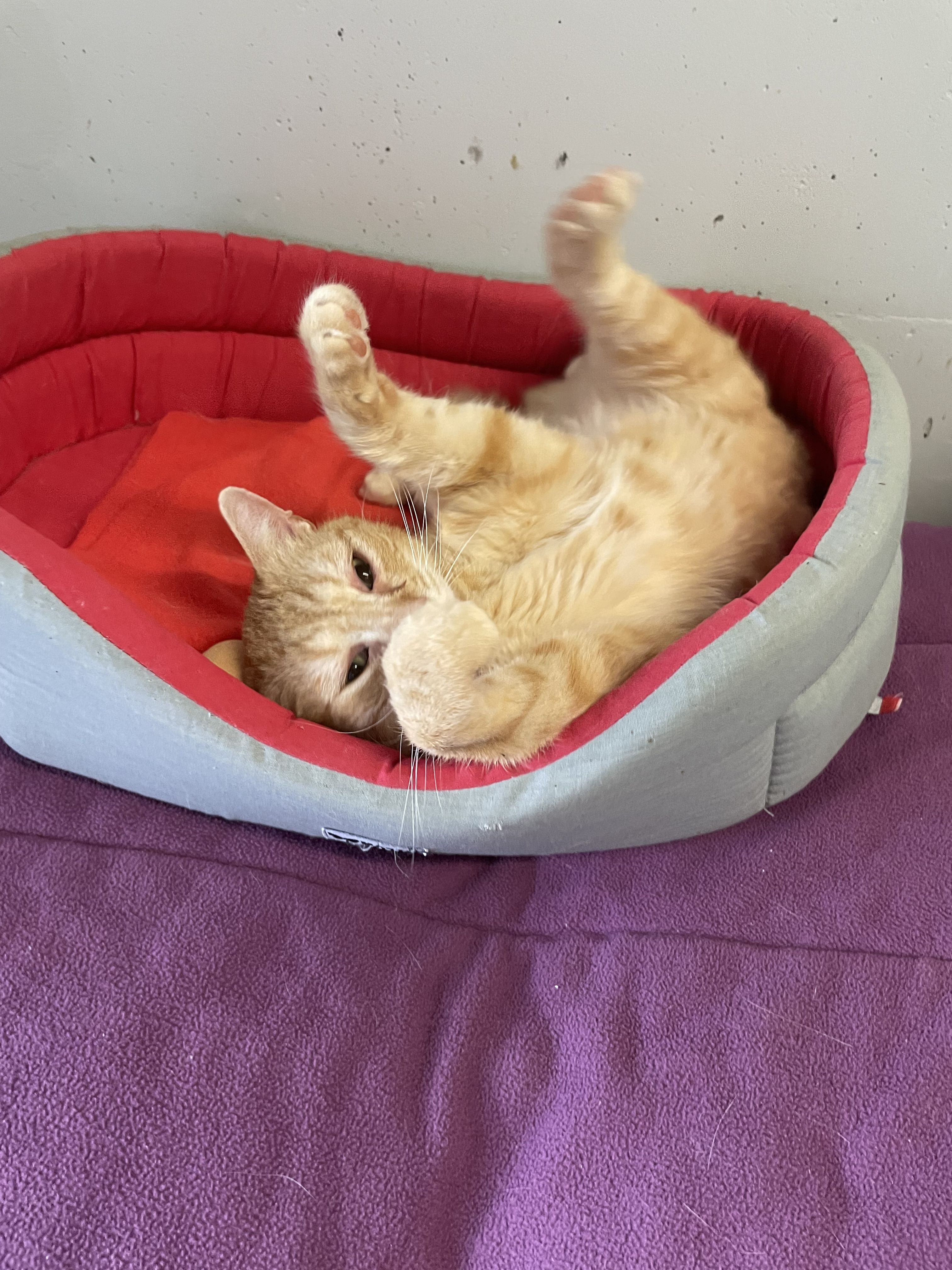 Chat de la SPA