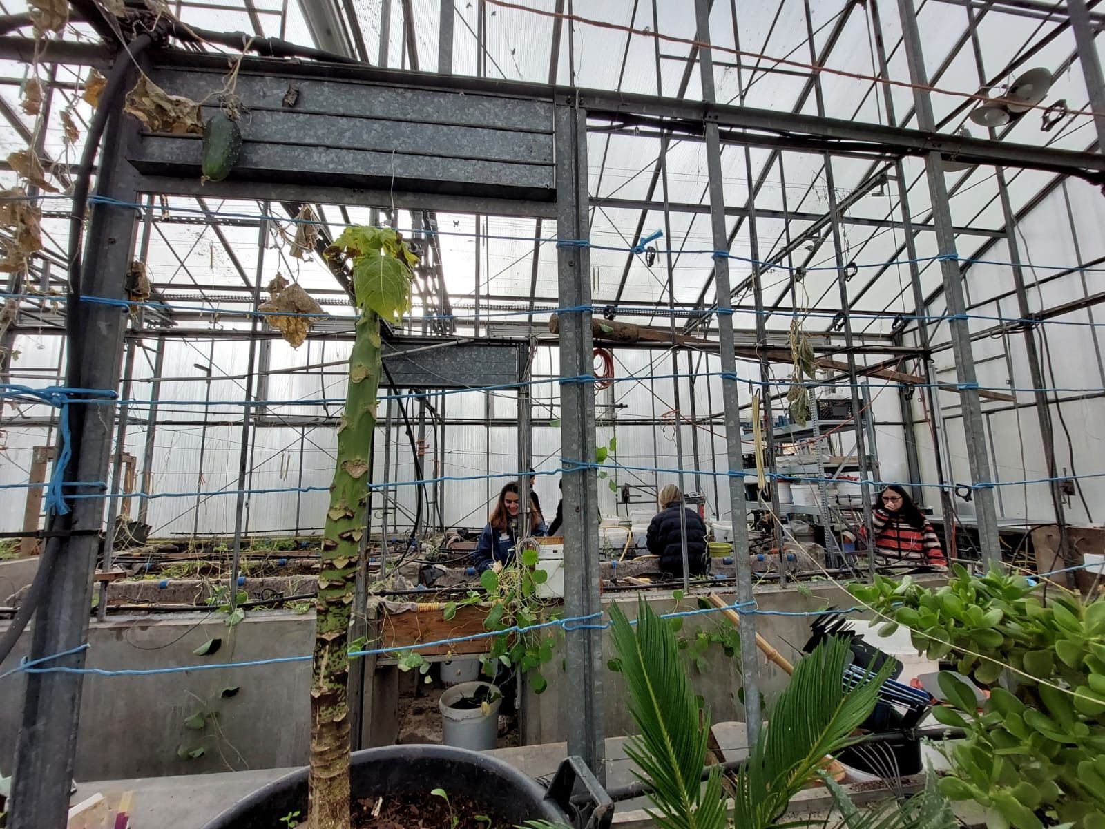collaborateurs lors dune action de jardinage maraichage4