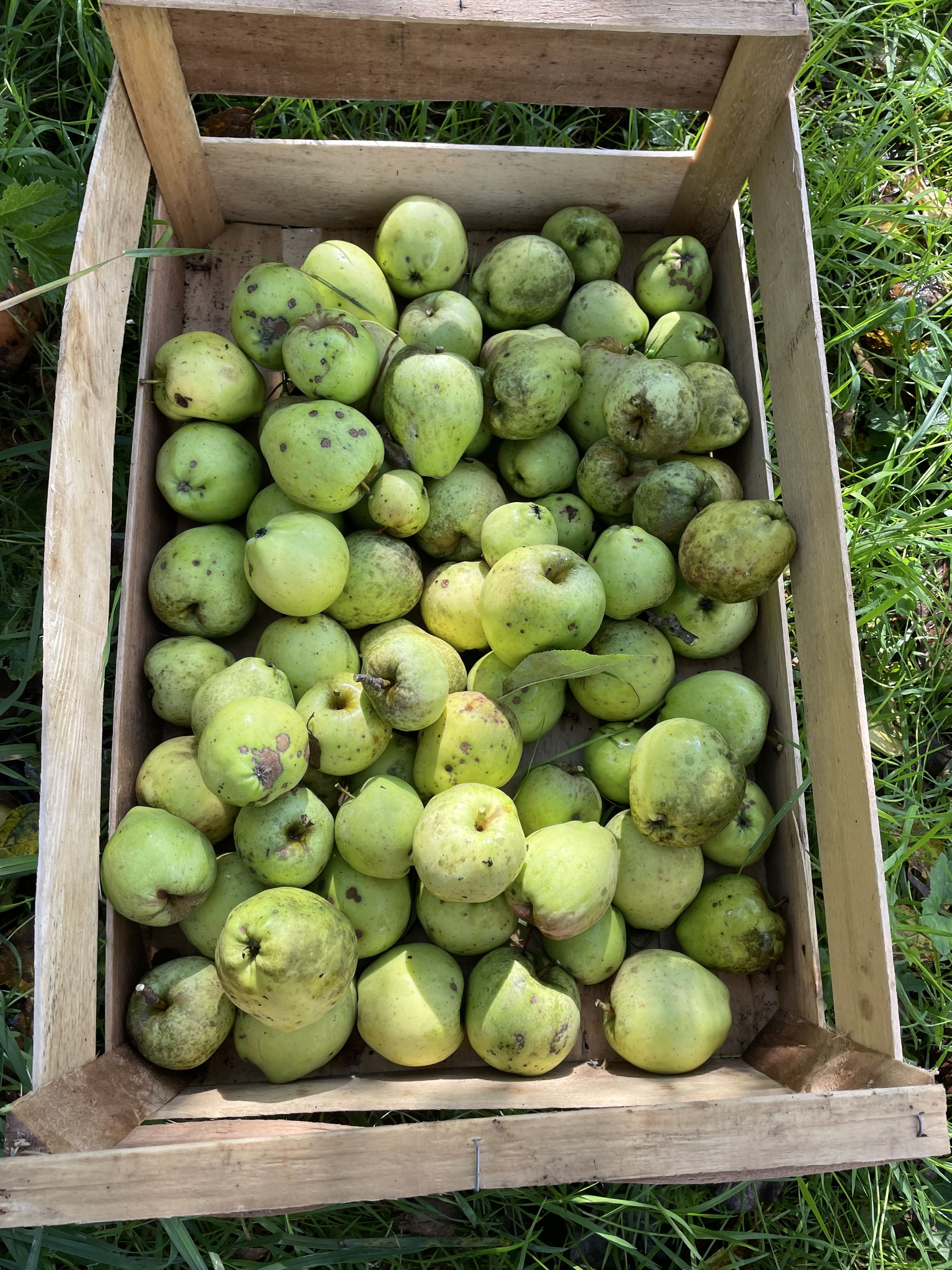 recolte de pommes